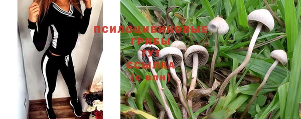 шишки Беломорск